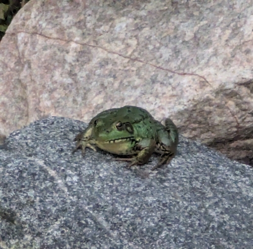 Green Frog