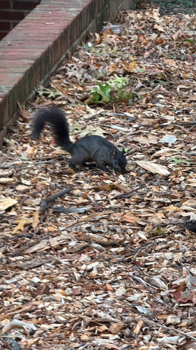 Eastern Gray Squirrel