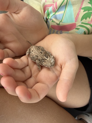 Texas Horned Lizard