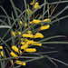 Acacia doratoxylon - Photo 由 Chris Lindorff 所上傳的 (c) Chris Lindorff，保留部份權利CC BY