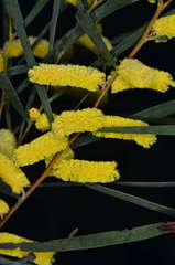 Acacia doratoxylon