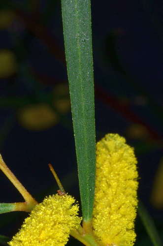 Image of Acacia doratoxylon by (c) Chris Lindorff, some rights reserved (CC BY)