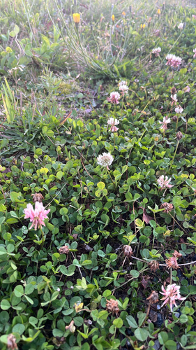 white clover