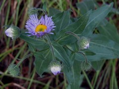 Erigeron subtrinervis