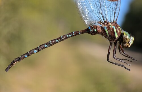 Shadow Darner