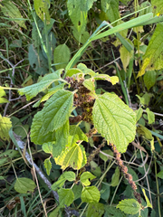 Boehmeria cylindrica, photograph (c) Shanze Yoell, some rights reserved (CC BY)