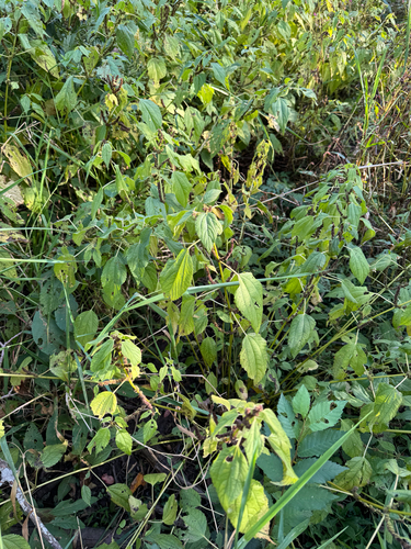 Boehmeria cylindrica, photograph 4
