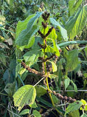 Boehmeria cylindrica, photograph (c) Shanze Yoell, some rights reserved (CC BY)
