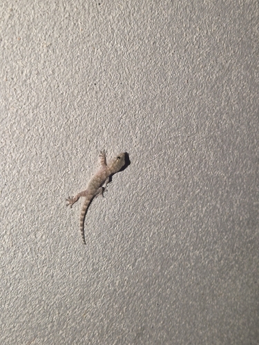 Moorish Gecko