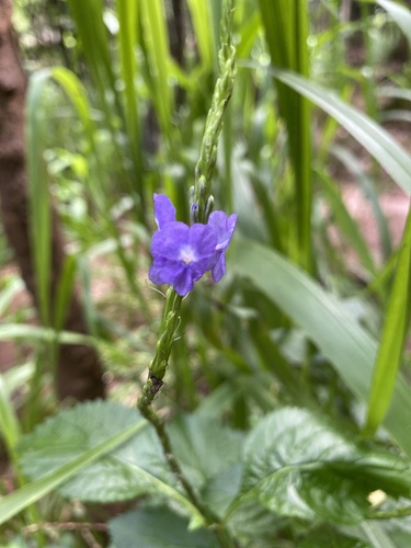 Stachytarpheta cayennensis observed 2026-09-23