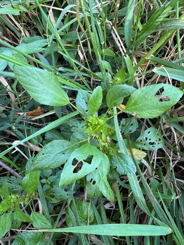 Acalypha rhomboidea, photograph 6