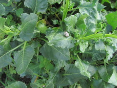 Beta vulgaris, photograph (c) zebedeugalinha, some rights reserved (CC BY)
