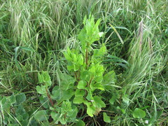 Beta vulgaris, photograph (c) zebedeugalinha, some rights reserved (CC BY)