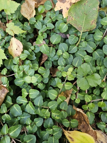 partridgeberry