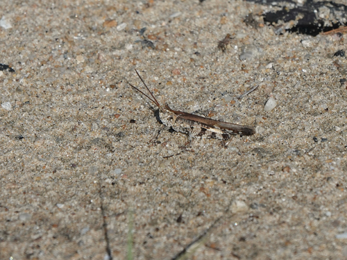 Longhorn Band-wing Grasshopper photo 5