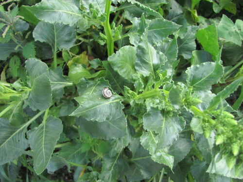 Beta vulgaris, photograph 6