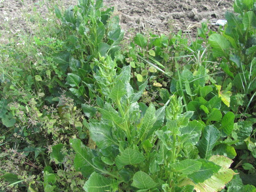 Beta vulgaris, photograph 5