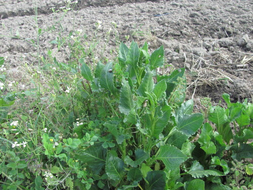 Beta vulgaris, photograph 2