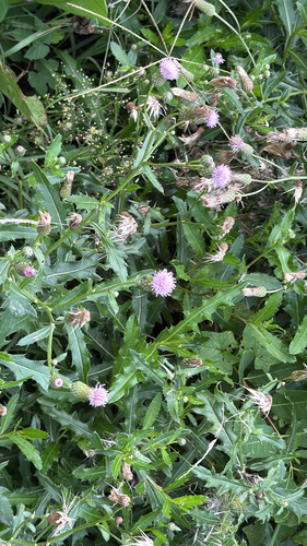 creeping thistle