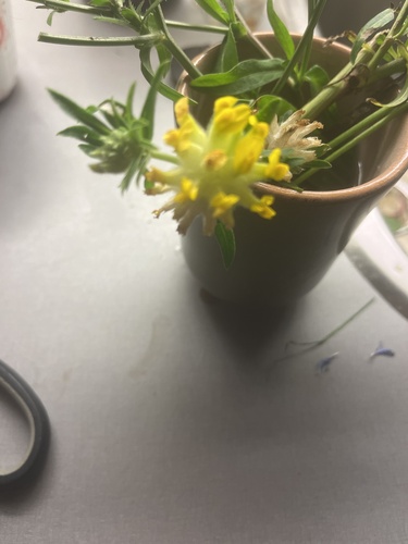 Common Kidney-Vetch