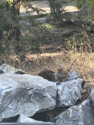 California Ground Squirrel