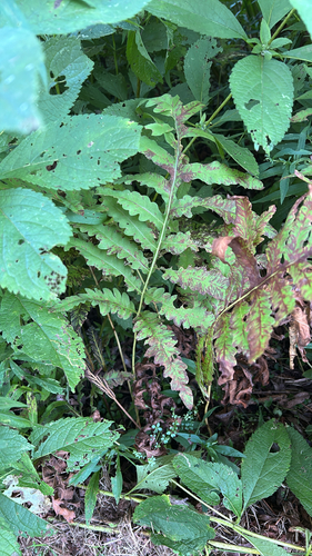 sensitive fern