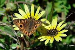 Junonia villida calybe