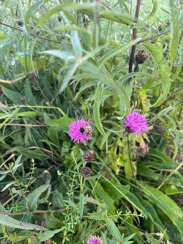 Common Eastern Bumble Bee