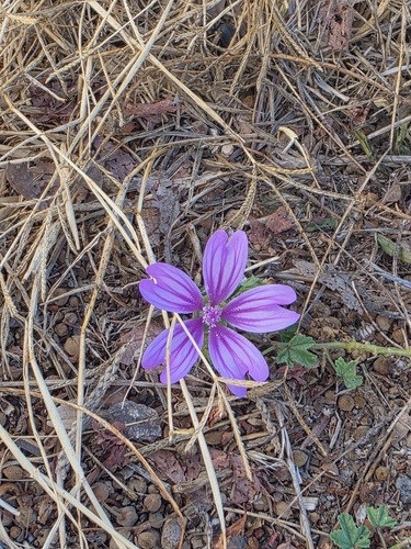Common Mallow