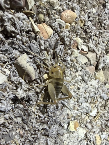 iNaturalist observation photo of Camel Crickets