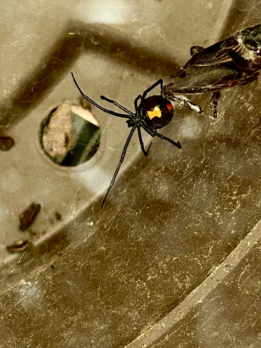Southern Black Widow