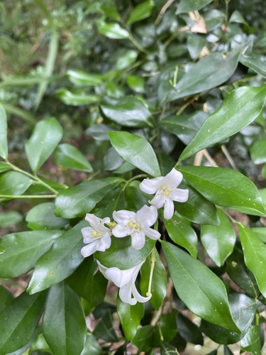 Murraya paniculata observed 2026-09-23