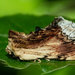 Maple Prominent - Photo (c) Per Hoffmann Olsen, some rights reserved (CC BY-NC), uploaded by Per Hoffmann Olsen