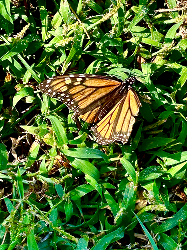 Monarch