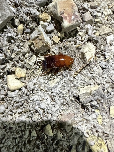 iNaturalist observation photo of North American Wood Cockroaches