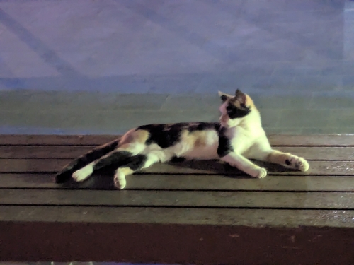 Domestic Cat