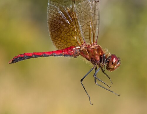 Band-winged Meadowhawk