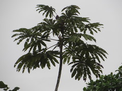 Cecropia sciadophylla