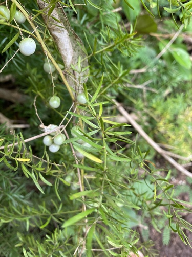 Asparagus observed 2026-09-23