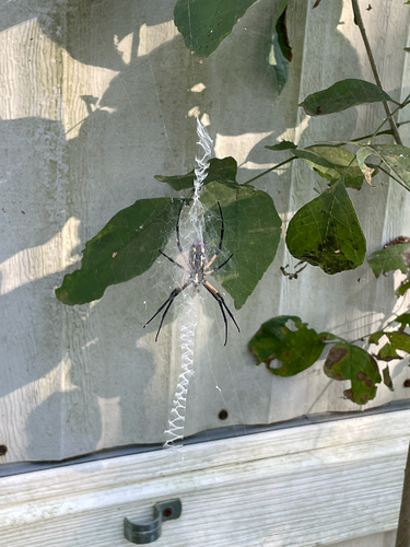Yellow Garden Spider