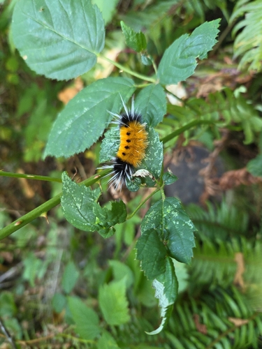 Spotted Tussock Moth