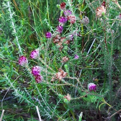 Erica barbigeroides