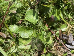 (c) Joss Carr, some rights reserved (CC BY) Hydrocotyle vulgaris, photograph (c) Joss Carr, some rights reserved (CC BY)