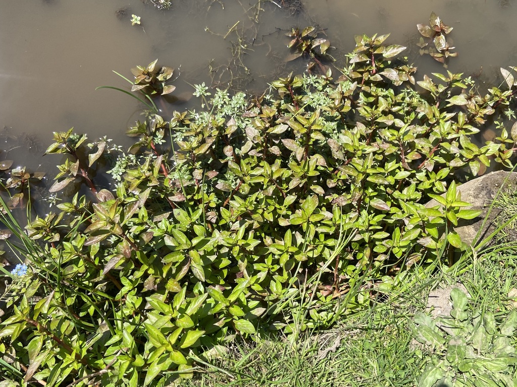 Ludwigia palustris; photograph (c) Joss Carr, some rights reserved (CC BY)