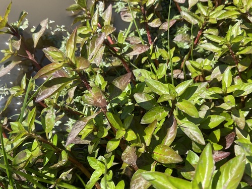 Ludwigia palustris, photograph 2