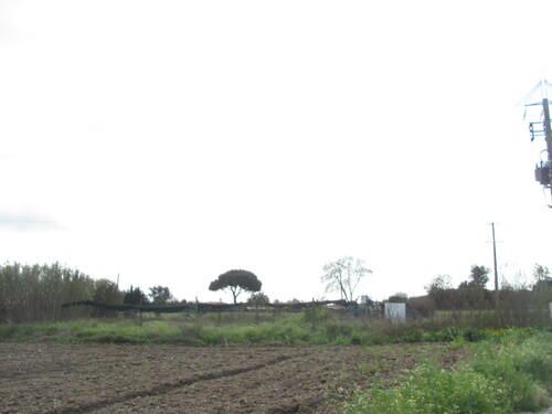 Pinus pinea