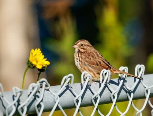 Song Sparrow
