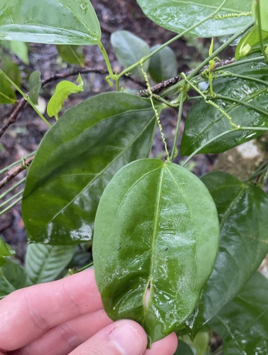 Passiflora pallida