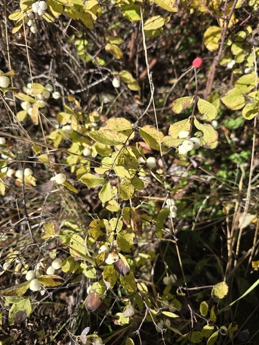 Common Snowberry