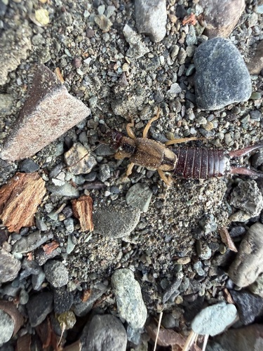 iNaturalist observation photo of European Earwig Complex